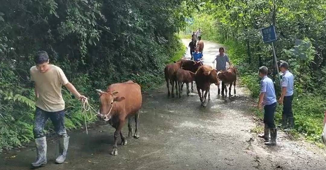 泥石流|泥石流来袭30多头牛被困警民携手将牛儿安全转移