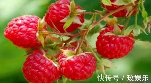 黄苹果|女性到了中年可以多吃3种食物,补充营养,滋润肌肤,好吃又健康