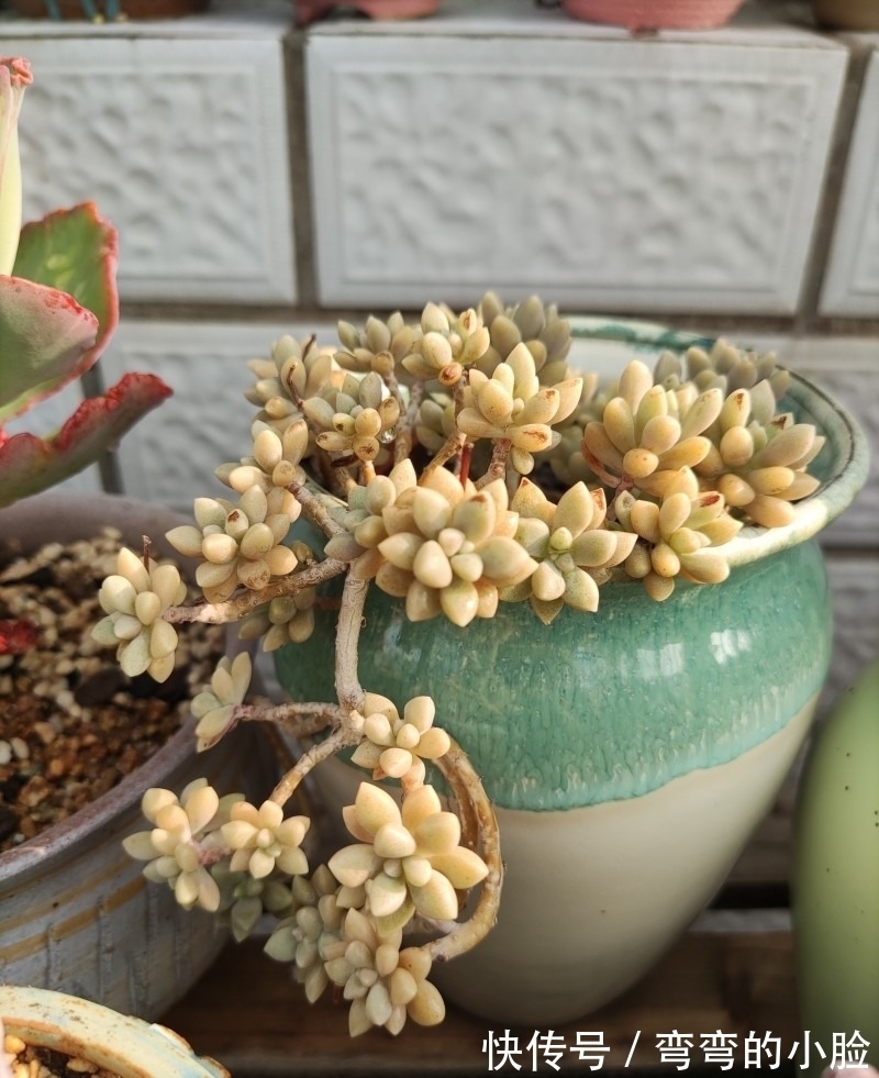 诺娃|有事没事看看多肉,才是度夏的基本保障