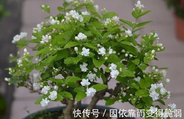 太阳花|7种花适合三伏天,越热越旺,越晒越香,花期长达小半年