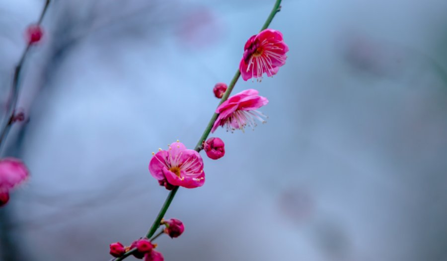 糖醋鲤鱼|如果给济南的冬天选一种味道，你会选什么？