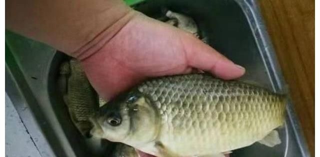 钓了20年鱼,如今才得知,太空豆还有这3个妙用,不服不行