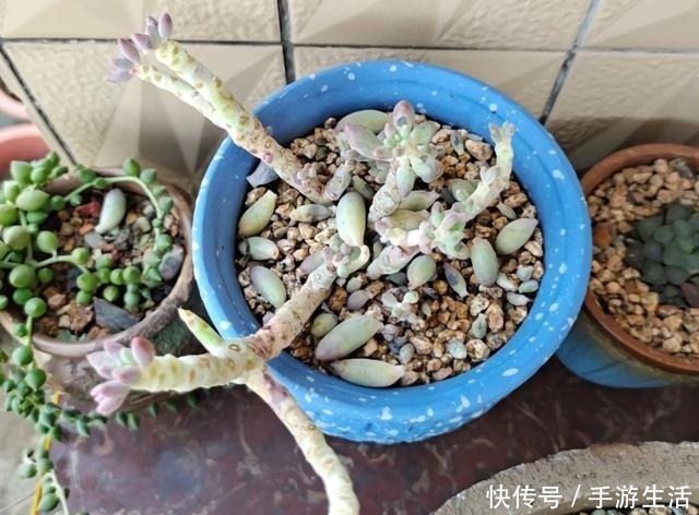 多肉植物|这5种多肉很难养,新手不敢碰,老手很小心,看看你家有没有!