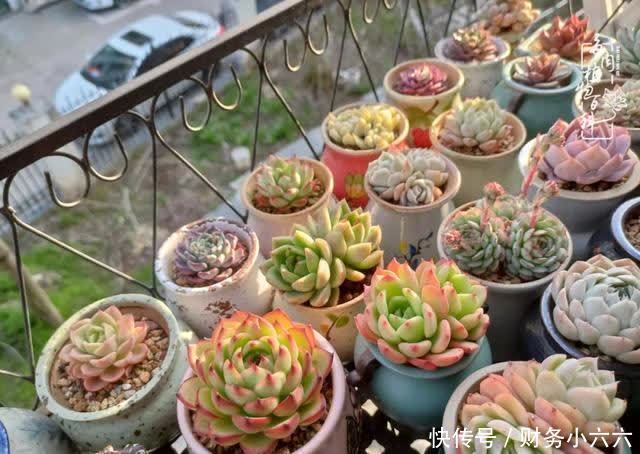 揭秘：那些干净又温暖的多肉照片从哪里来？