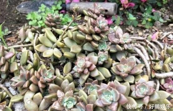 奶奶扔在院子里的多肉,几年没管,长成老桩美翻天,给钱都不卖