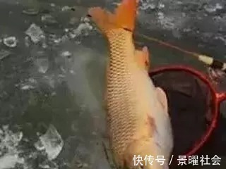 爆炸钩|爆炸钩钓鲤鱼,一天十条大家伙绰绰有余,钓鱼钓到手发软