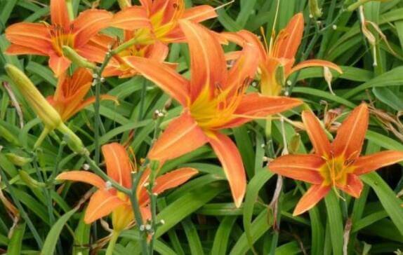 家里养什么试试“它”花语难忘的爱,开花120天,超美