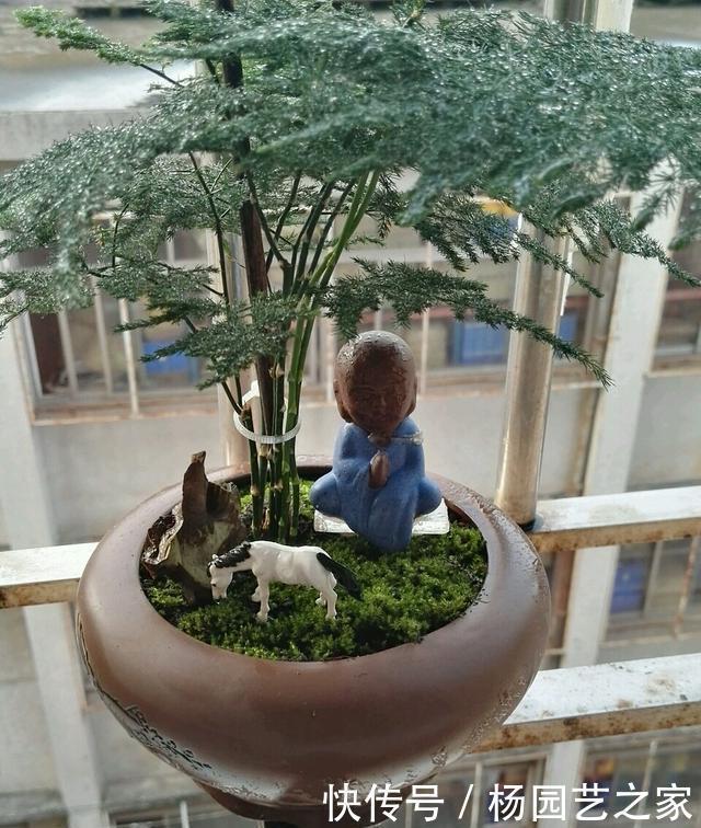 蹭蹭|养文竹浇水要小心,注意3个方法,不黄叶、不烂根,蹭蹭长