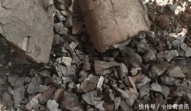 君子兰的土里掺点“它”,10年不烂根,越长越壮实