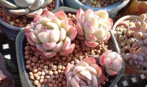 都说多肉不好养，其实很简单，多点耐心，少浇水，很容易活