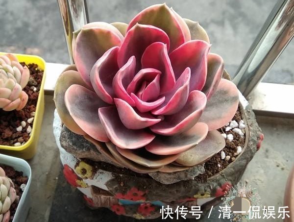 喜欢养护菊花,不如养护一盆多肉紫珍珠,造型独特颜色靓丽