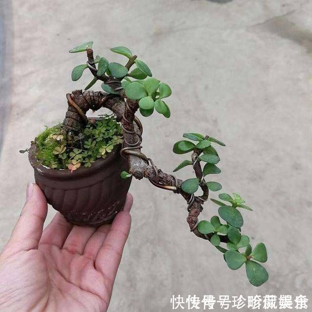 金枝玉叶使劲晒太阳,枝干木质化,养成盆景价值翻倍
