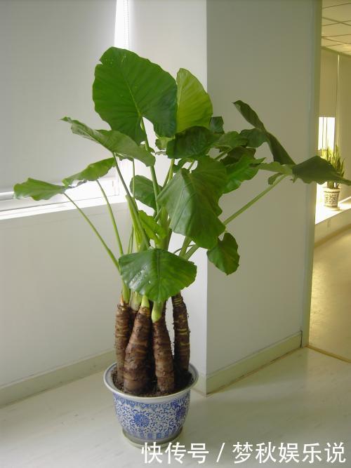 有毒花不能往家里搬,这几种花再喜欢咱也不能养,扔都不来及