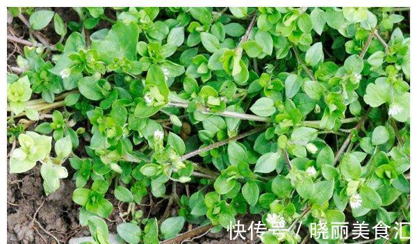 营养成分|农村有种野草,以前被当做猪菜,如今是上好的野菜,大家都抢着吃