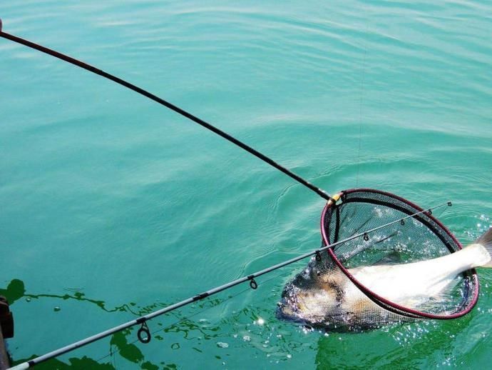 盛夏野钓鲢鳙三步走,黑漂一个连一个,让你提竿到手抖