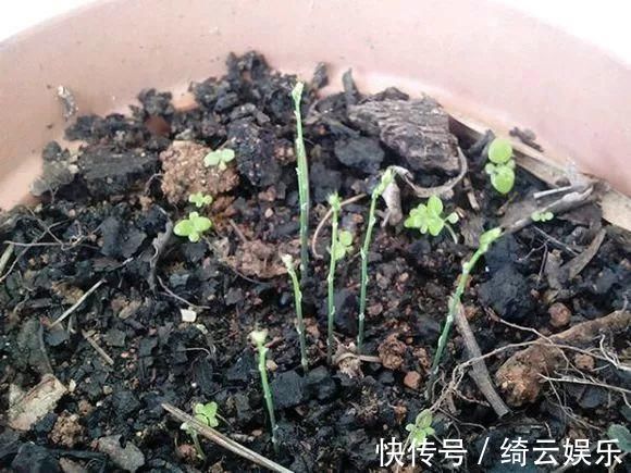 果皮|花盆里插1根筷子,解决了养花人的大难题,快试试看!