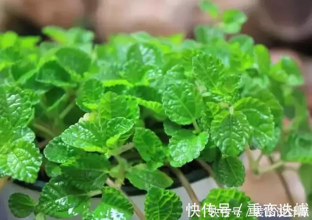 厕所|卫生间放一盆这个植物,异味全跑光,绿意盎然又芬芳