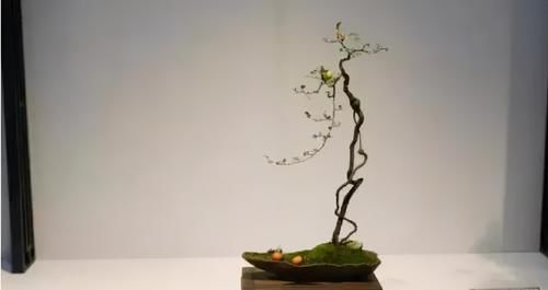 简单的4个方法，就能培养出深受人们喜爱的提根式盆景，一学就会