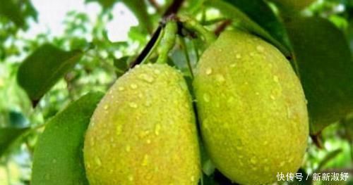 苹果|每天晚上吃3种食物,营养丰富、延缓衰老,好吃又不贵!