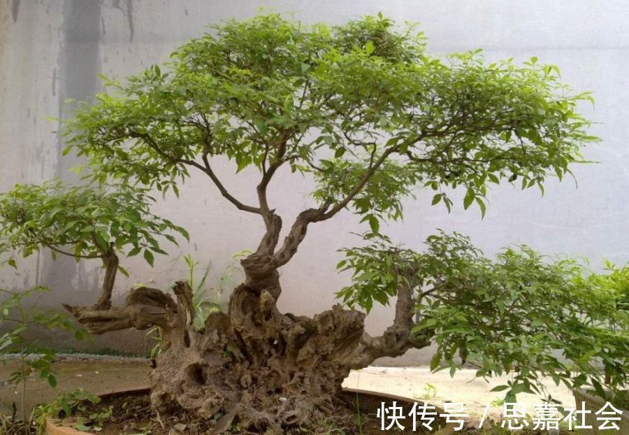 山荆|你看不上眼的黄荆,我拿来制成盆景,既好看又值钱