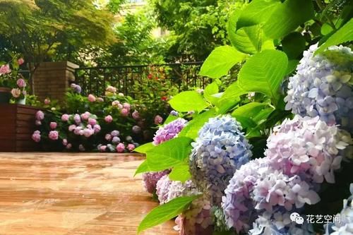 “最累”的8种花，花开连续几个月，一次开花几百朵！