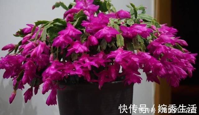 扦插|蟹爪兰开花期间叶片干瘪发蔫,花苞打不开,可能是这两点没做好