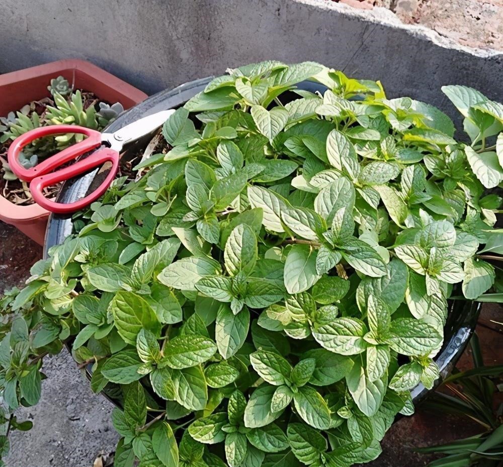 开花|6种“漂亮花”,长了就狠剪,舍不得剪害处大,耽误一年开花量