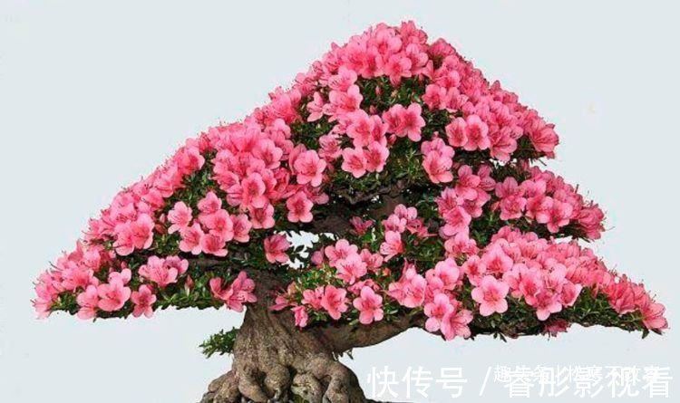 映山红|几种花特适合养阳台，人见人爱，美不胜收，花美心情好！