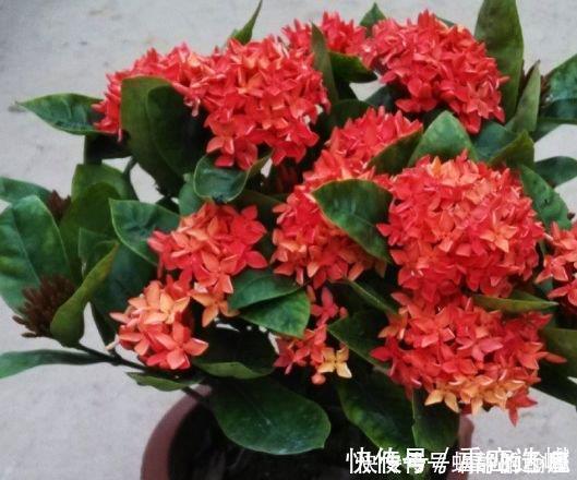 龙船花|此花超漂亮,沾土就活,花朵迷人,阵阵花香,花朵大