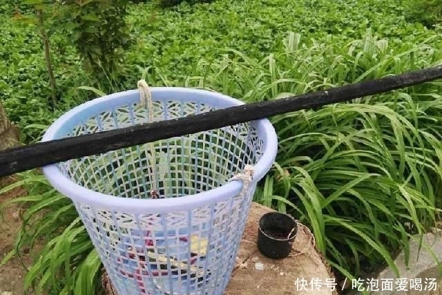 农村|农村大叔钓白条鱼，一小时为何能钓一桶？
