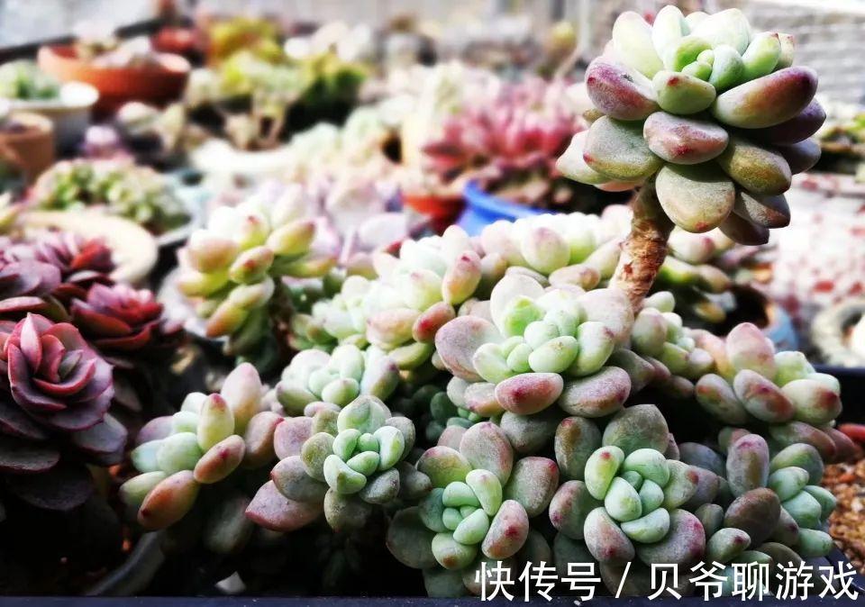 多肉劳尔冬天怎么养，做好这三点，也能红润饱满香味浓