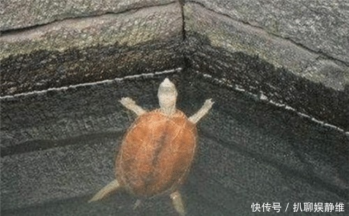 古人|古人打井,为何要放两只乌龟在井底?其实并非迷信,而有科学依据