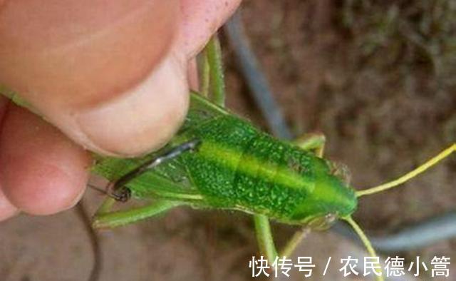 草鱼|秋季钓草鱼“爆护”秘诀,用微酸窝料打窝,用活食做钓饵