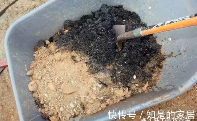 养花要用好土真能事半功倍，自己配的营养土，能让植物快速生长