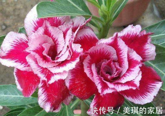 沙漠玫瑰沙漠玫瑰|8月9日-8月21日，庭院选这几款花，花大色艳，花开富贵
