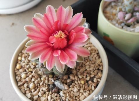 4种富贵花,好养漂亮花期长,人见人爱,寓意超好的