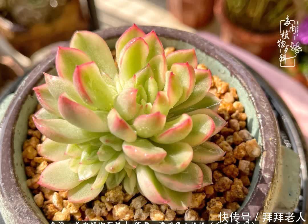 多肉与我,不负时光韶华!