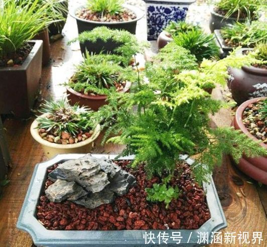 爆盆|掉叶发黄快枯死的文竹怎么急救给它喝点酸奶，一个月爆盆绿油油