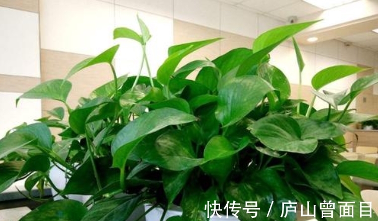 技巧|羊粪真是好,养花种菜少不了,要想用它来种花,使用技巧要知道