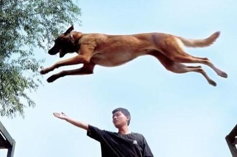 为什么中华田园犬做不了警犬不是能力不行 是太聪明 天合乐学帮助家长发现孩子的更多可能