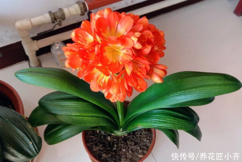 君子兰长“叶间根”,别发现不管,做好一步操作,才能长势旺盛