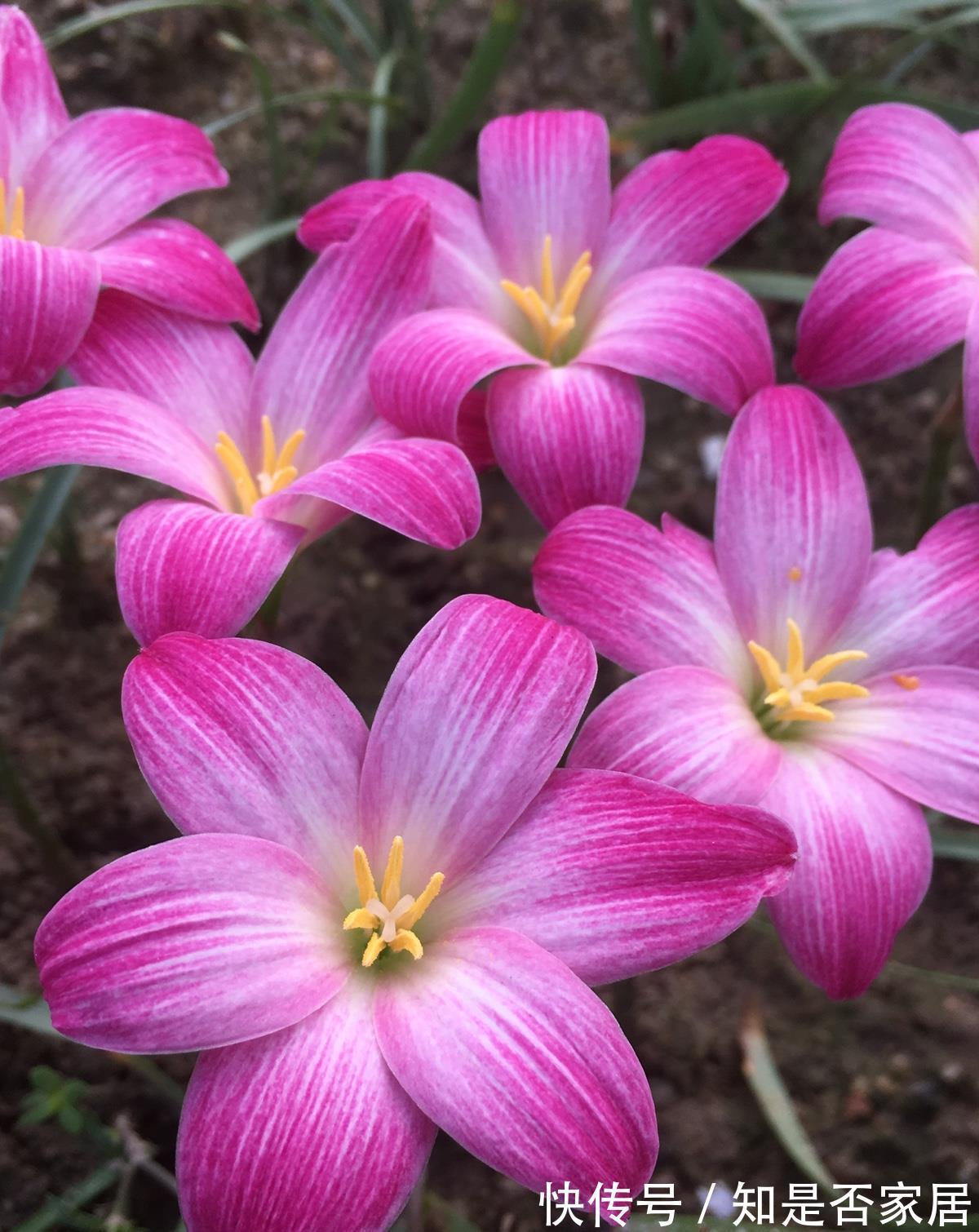 长春花|6种“小草花”,满院子疯长开花,不怕高温,不怕脚踏,折腾不死
