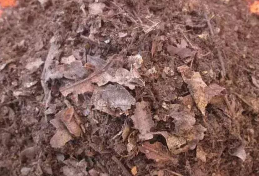 养花旧土变新土,只需4步就搞定,比买的营养土还肥沃