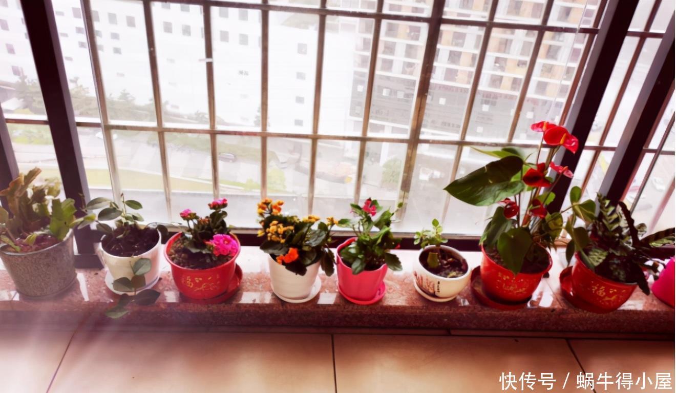 不易生虫的室内植物