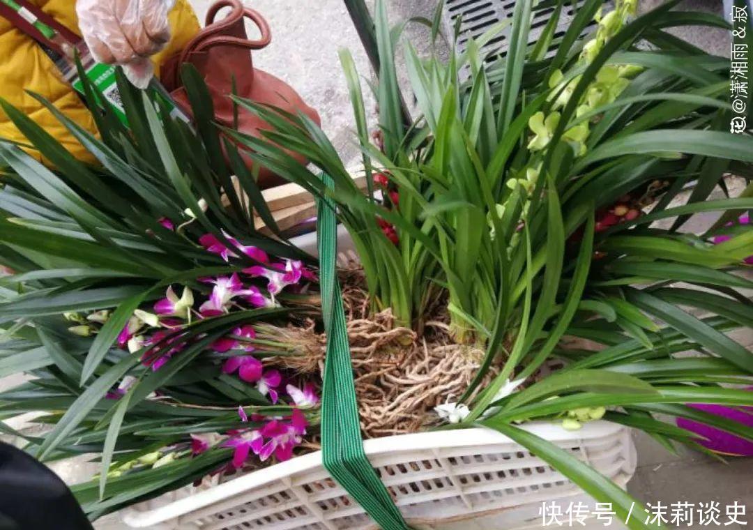 十大最受欢迎年宵花,学会挑选,才不上当