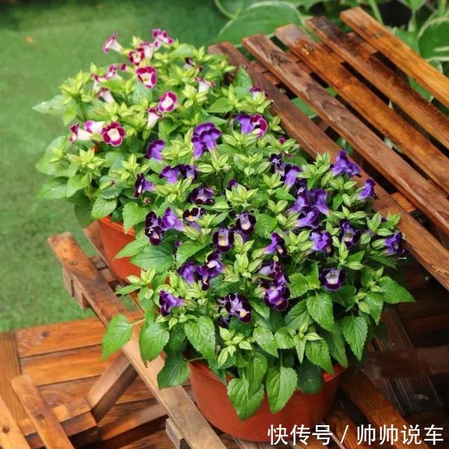 飘香藤|最爱晒太阳的8种花，越晒开花越多，阳台养几盆，开花成海