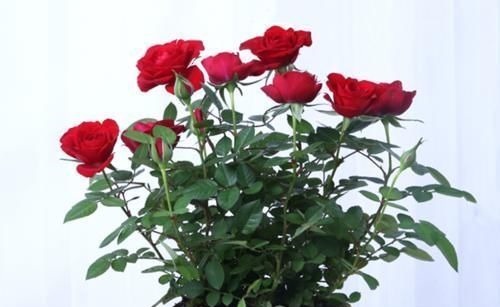 这五种花摆放在家里，娇艳高贵又芬香，净化杀菌还养人