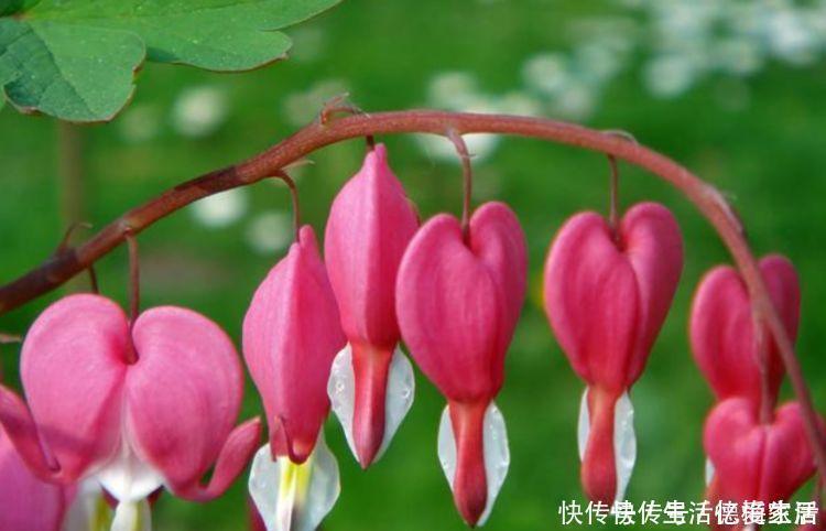 柠檬粉|阳台养这几朵花,花开不断,开花幽香暗淡,花型圆滚惹人爱