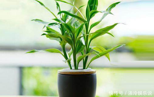甲醛|家里什么花都可以不养，唯独这四种植物万万要种，有钱人一看就懂