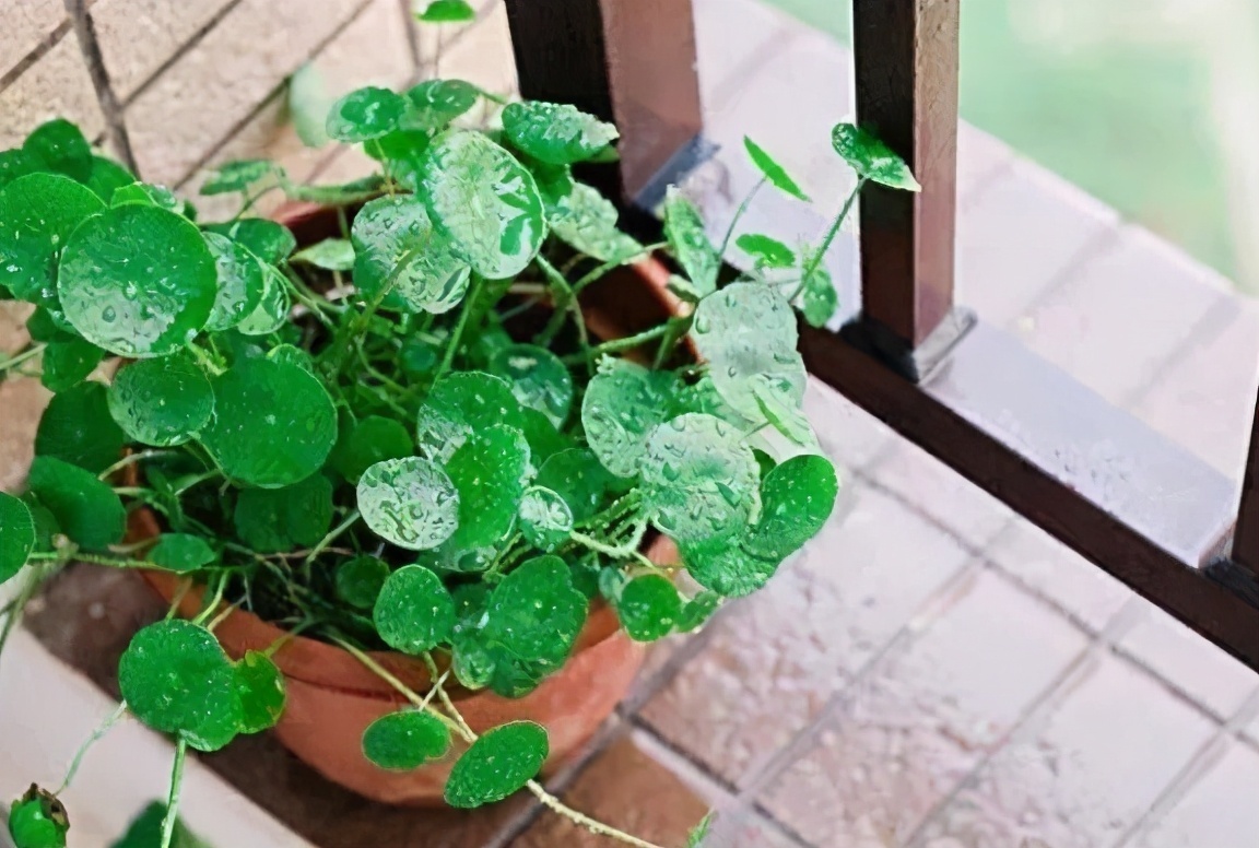 园土|总结养花“十大问题”,只要学会,你就是养花大神